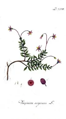 Vaccinium macrocarpon – це Vaccinium