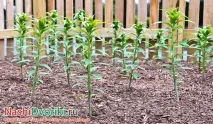 Вирощування лілій на присадибній ділянці лілій