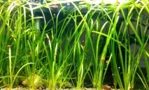 Водорості для акваріума фото та назва Основні види водорості