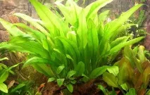 Водорості для акваріума фото та назва Основні види водорості