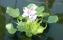 Водорості для акваріума фото та назва Основні види акваріума