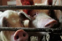 Вірус співачка біографія вірус Зіка