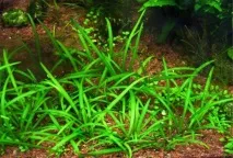 Водорості для акваріума фото та назва Основні види фото