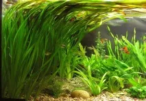 Водорості для акваріума фото та назва Основні види акваріума