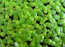Водорості для акваріума фото та назва Основні види водорості