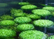 Водорості для акваріума фото та назва Основні види назва