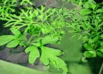 Водорості для акваріума фото та назва Основні види водорості