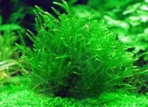 Водорості для акваріума фото та назва Основні види водорості