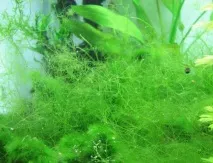 Водорості для акваріума фото та назва Основні види фото