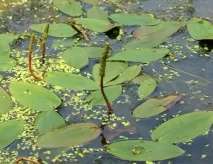 Водорості для акваріума фото та назва Основні види акваріума