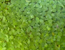 Водорості для акваріума фото та назва Основні види водорості