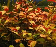 Водорості для акваріума фото та назва Основні види назва