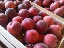Зберігання сливи, АППЯПМ продукції