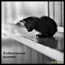 Я обов’язково виживу Щоденник групи - Кішки - це кішки Групи - жіноча соціальна мережа язково