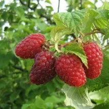 Зберігання сливи, АППЯПМ продукції