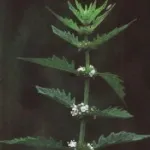 зюзник