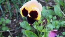 pansies