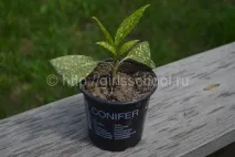 аукуба