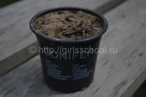 жіноча