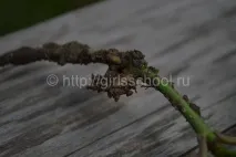 домашніх