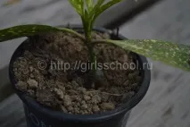 домашніх