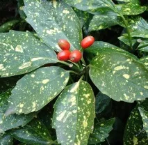 Аукуба (Aucuba), Догляд, види, фото aucuba