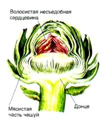 Артишок – корисні та шкідливі властивості, способи застосування артишок