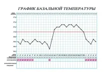 Базальна температура на ранніх термінах вагітності вести чині вагітності