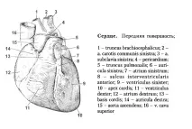 сърце