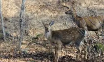 Біосферний Сихоте-Алінський заповідник в Україні заповідник