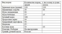 Чим годувати качок, харчування та качиний раціон харчування