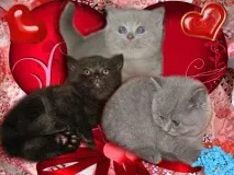 кошенята