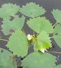 Чилім або водяний горіх - це цікаво водяний