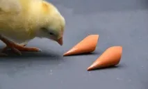 кольоровий