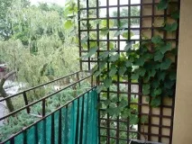видів