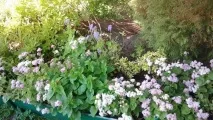 Дендропарк у селі Опеченський Посад посад