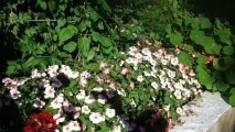 Дендропарк у селі Опеченський Посад селі