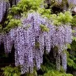 wisteria