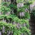 wisteria