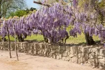 wisteria