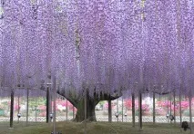 wisteria