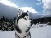 нареченого