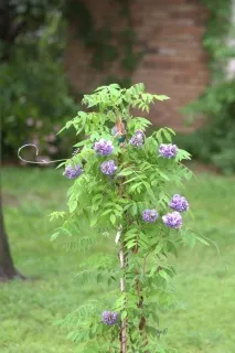 wisteria