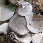 Гриби говірки їстівні, отруйні, сірі, як відрізнити від хибних, опис, приготування говірки