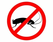 Як позбутися тарганів у дивані позбутися