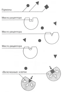 работят