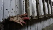 бере