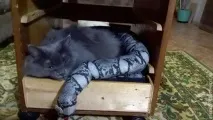 Як зробити лежанку для кішки з обрізків повсті – Ярмарок Майстрів обрізків