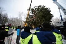Як рубають головну новорічну ялинку країни рубають
