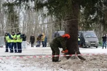 Як рубають головну новорічну ялинку країни рубають